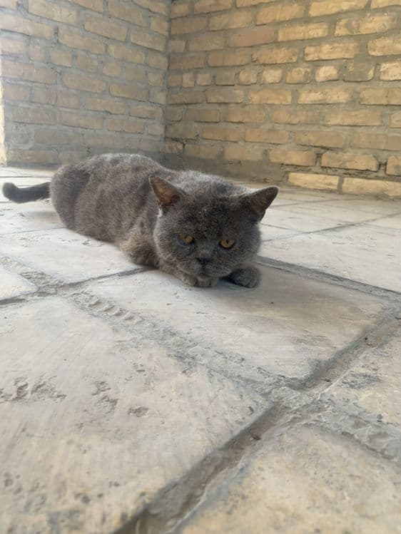 Продается кот породистый любиший хозяйна .Крупный британский кот — 1
