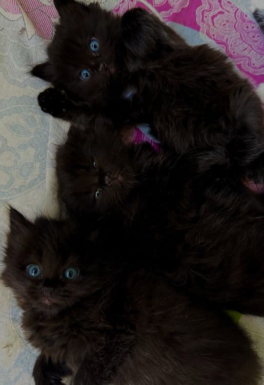 Котята на продажу — 1