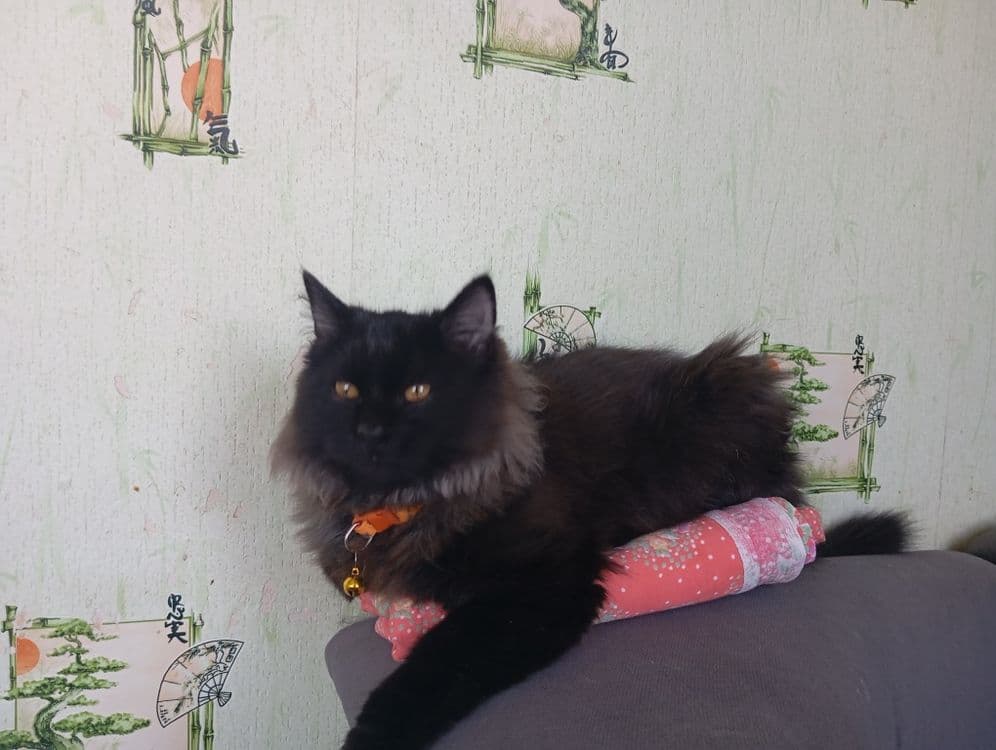 Котик продается или обмен — 1