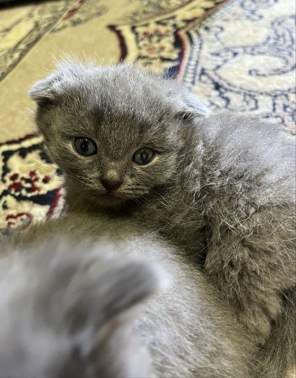 Продаются британские котята «скотиш фолд» — 1