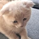 Породистые котята