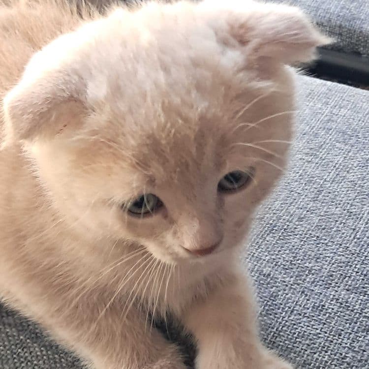 Породистые котята — 1