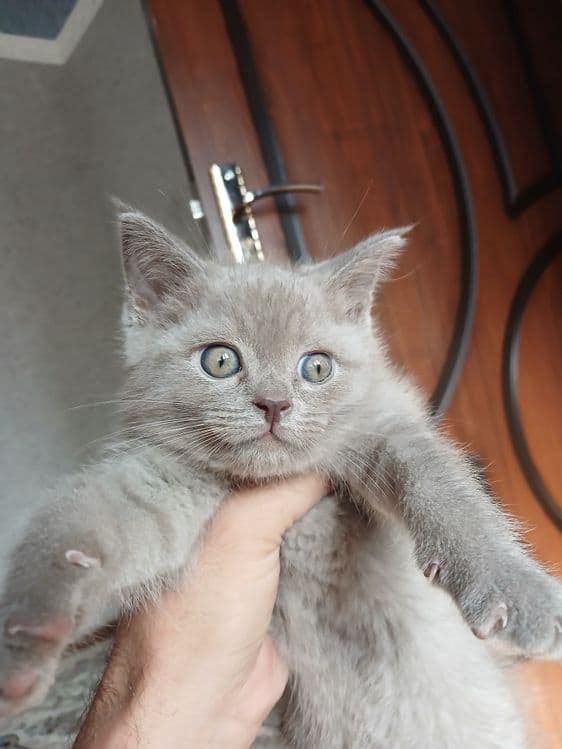 Скотиш страйт мушукча сотилади — 1