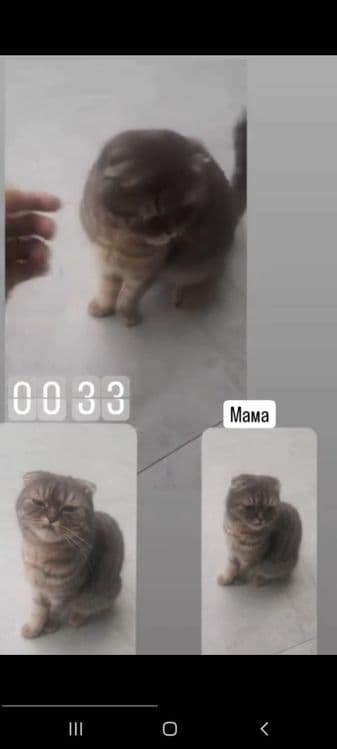 Мама и две котят — 1