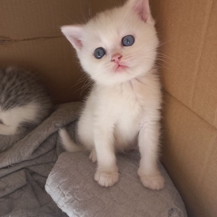 Mushuklar paroda — 1
