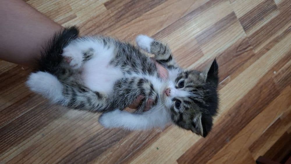 В добрые руки котята 2 месяца — 1