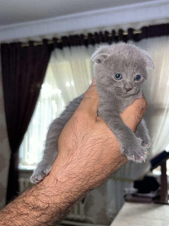 Продаются британские котята (scottish fold) — 1