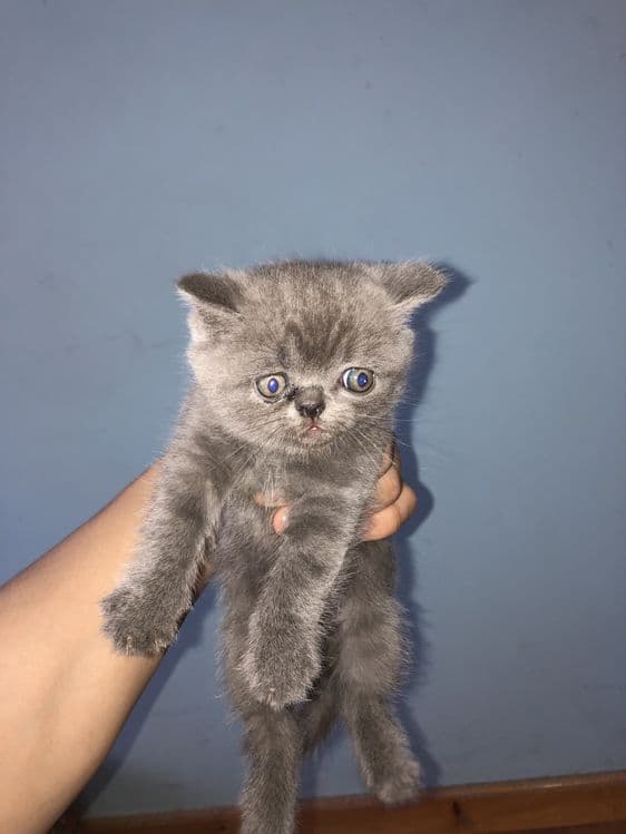 Шотландский кошка — 1