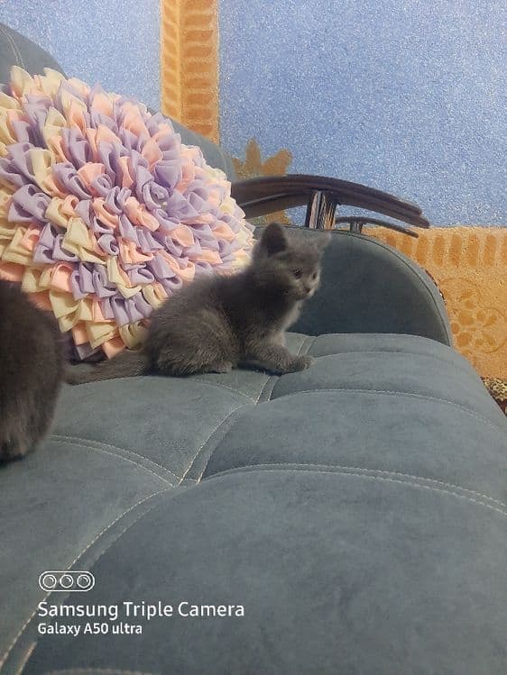 Британский скотиш елите — 1