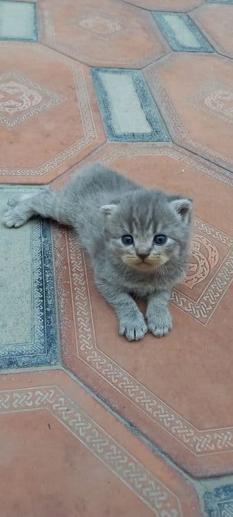 Продаются котята скоттиш фолд и скоттиш страйт — 1