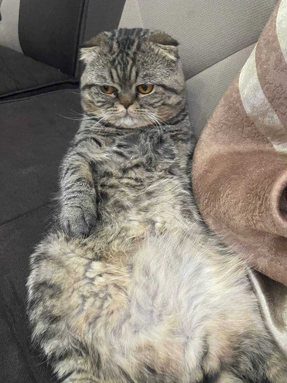 Продам кота 1 годик — 1