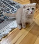 Кошка фолд асалча