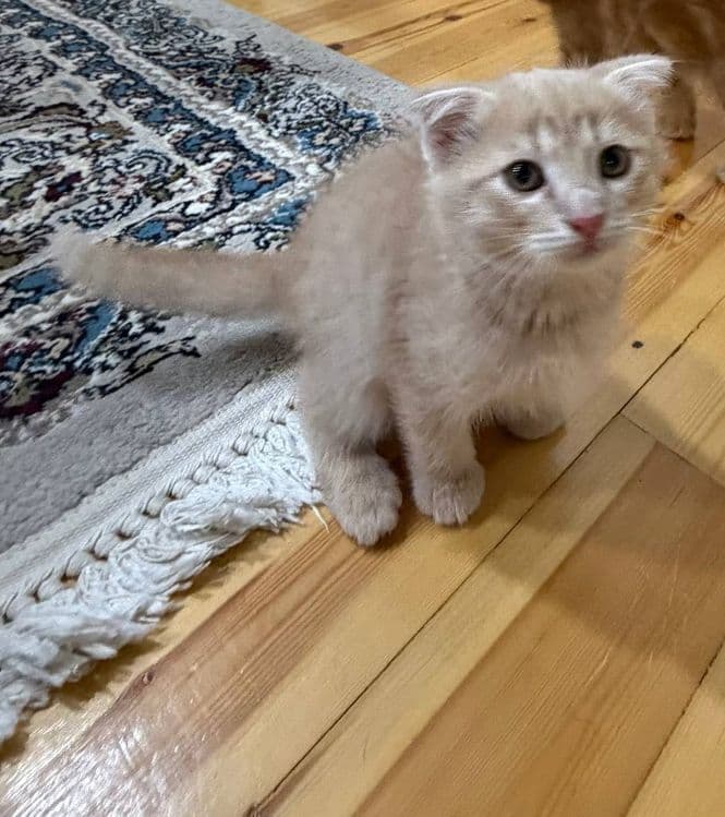 Кошка фолд асалча — 1