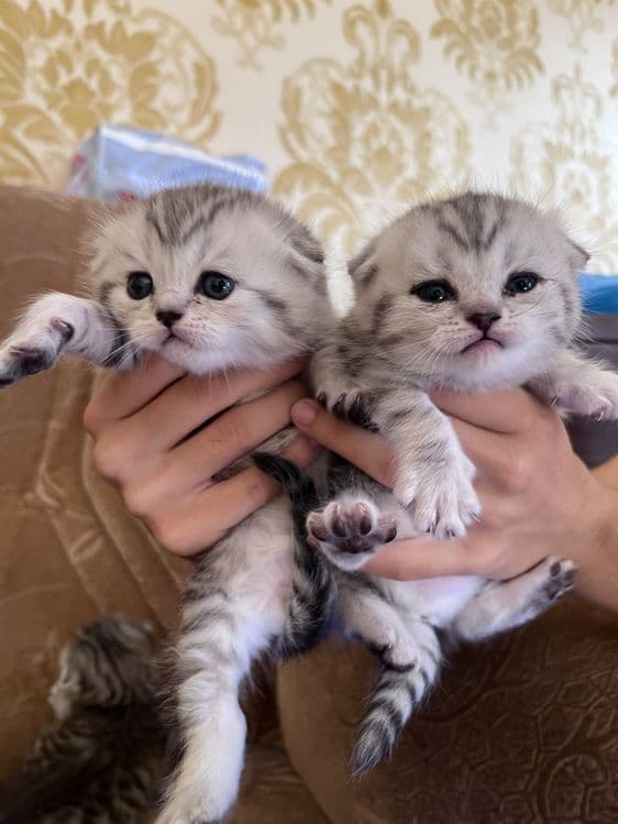 Продаётся котяты — 1