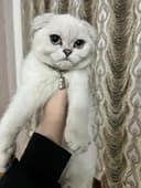 Красивая шотландская шиншилла