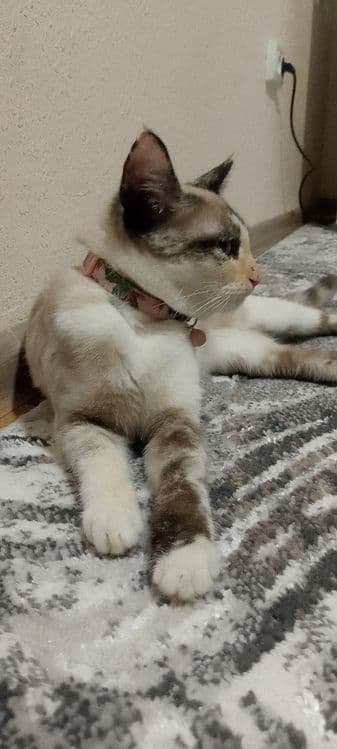 Британский шиншилла — 1