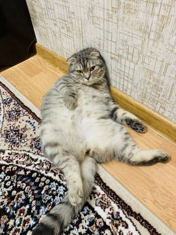 Zotli VA aqili mushuk sotili — 1