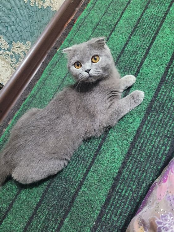 6 oylik qiz mushugimiz sotivda — 1