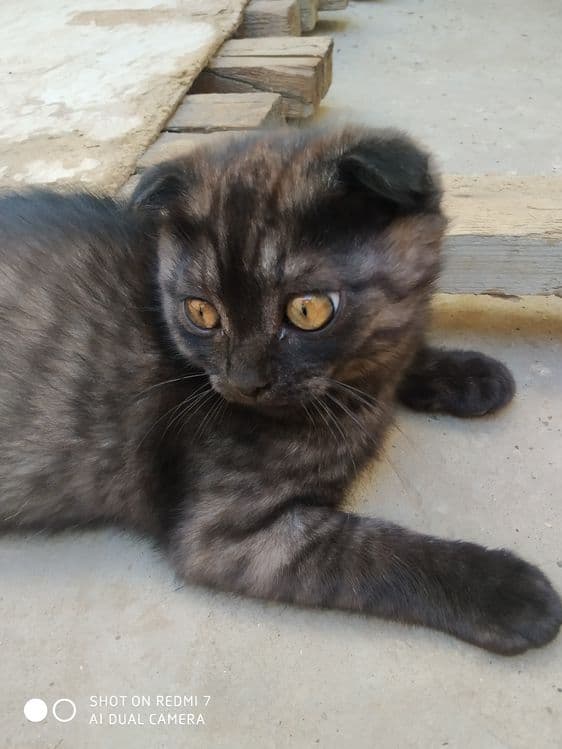 Кошка скоттиш фольд — 1