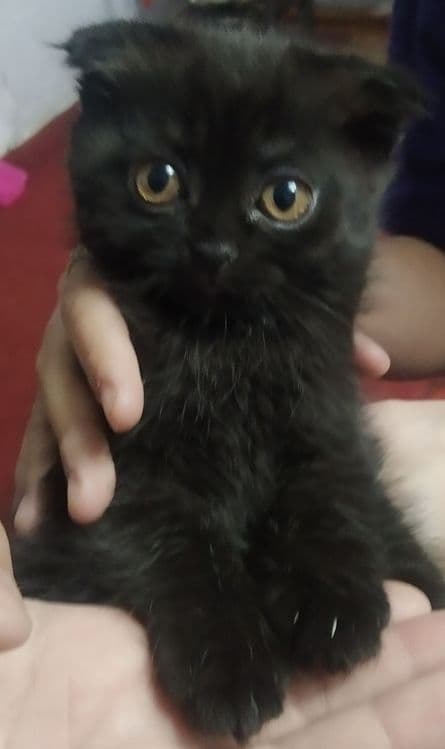 Скоттиш фольд чистокровный — 1