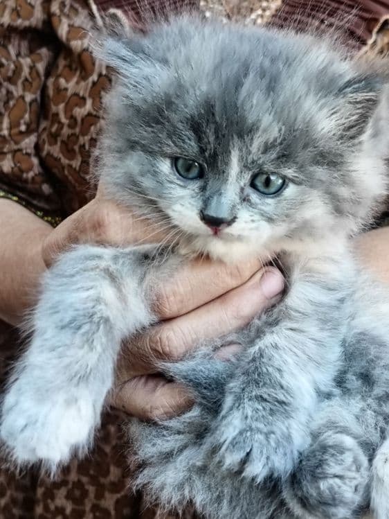 Продается кошки 4шт все цвета серый — 1