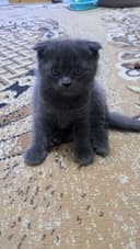 Продаются котята маленькие.