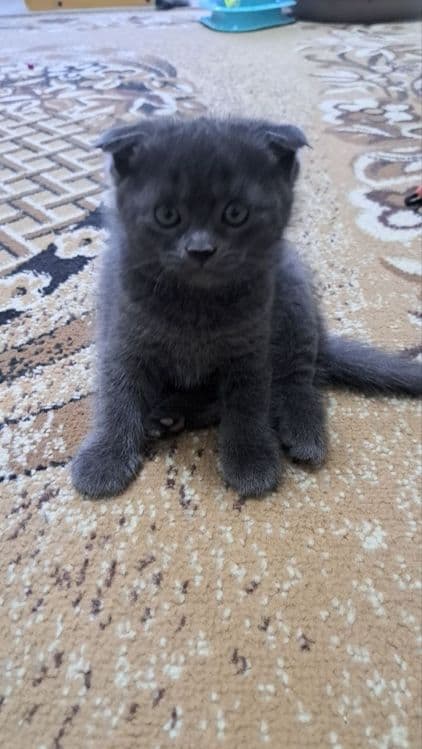 Продаются котята маленькие. — 1