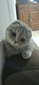 Scottish Fold mushugi sotiladi