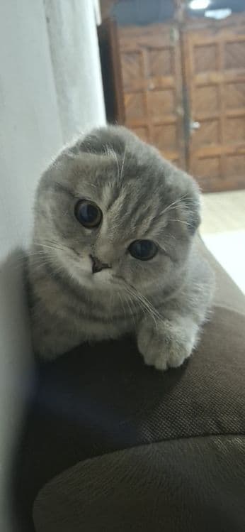 Scottish Fold mushugi sotiladi — 1