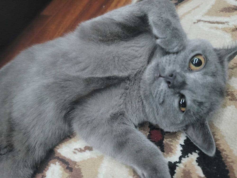 Кошка животные .. — 1