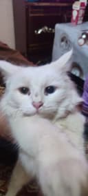 Turkish angora (odd eyes) ikki xil koʻzli
Ko‘zlari