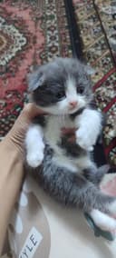 40 кунлик зотдор мушукчалар сотилади