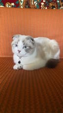 Scottish Fold (oq)