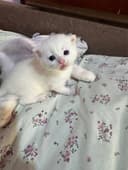 Продаются котята