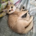 Арабский мушук сотилади