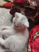 Mushuk sotiladi 2 oylik oppoq rangli