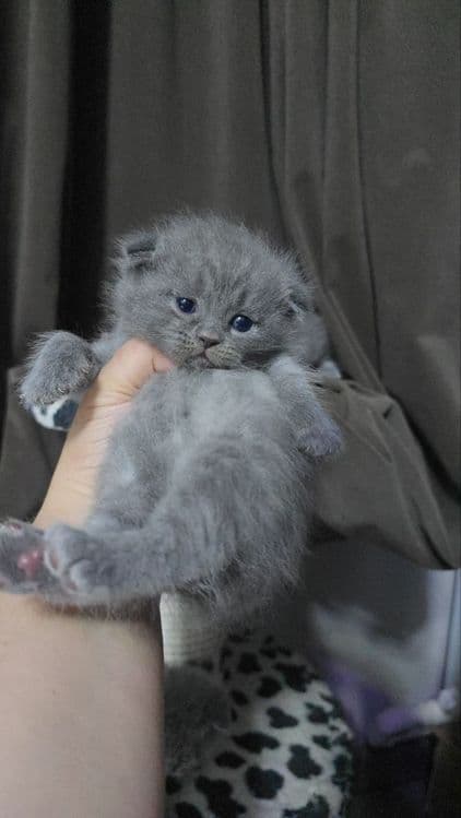 Породистые котята 5шт — 1