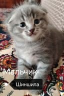 Мушук сотилади пародалик