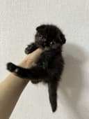 Продаётся вислоухие котятя