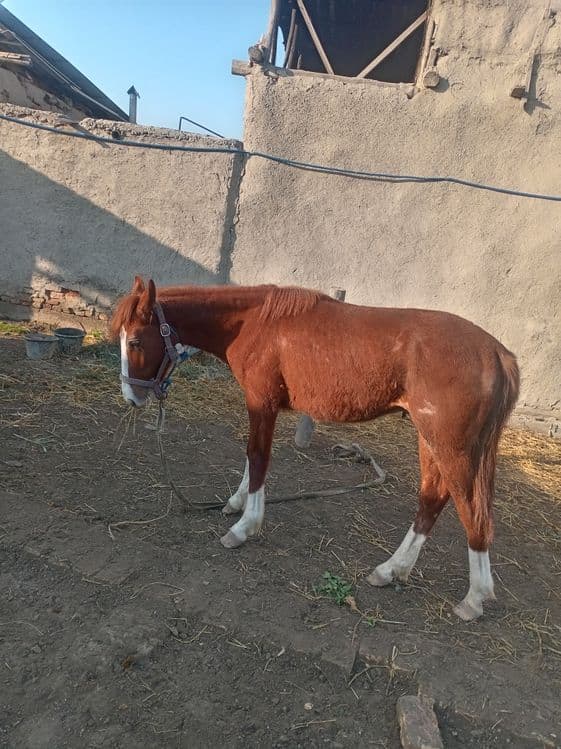 5 qashqa zotdor soglom ot garantiya beriladi erkak 1 yoshar 3 oylik — 1