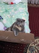 Продается Шотландская вислоухая кошка