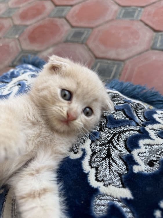 Скотиш фолд мушукчалар сотилади — 1