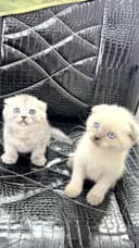 срончо продаются котята пародистые