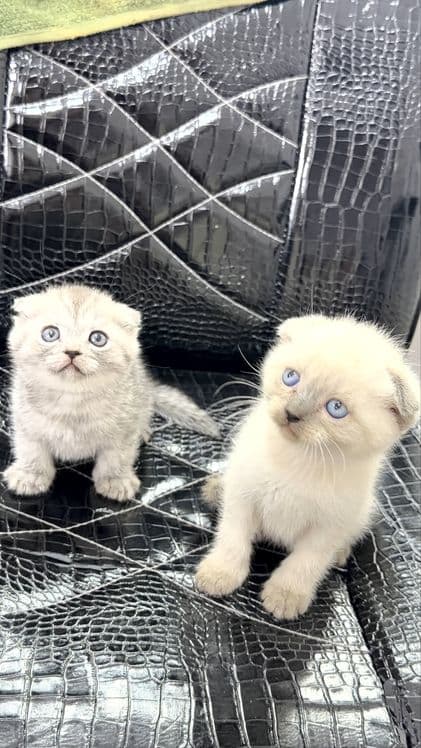 срончо продаются котята пародистые — 1