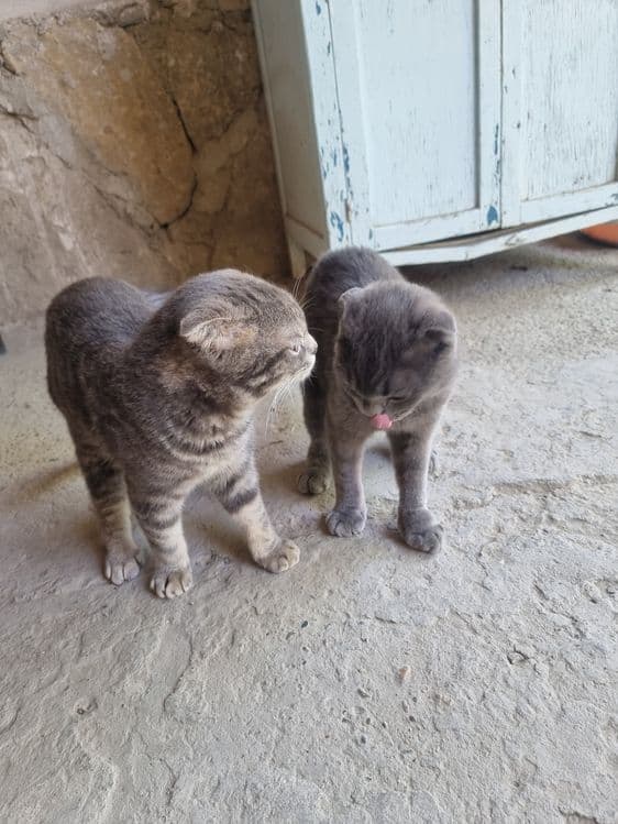 Скотиш фолдлар сотилади зоти тоза — 1