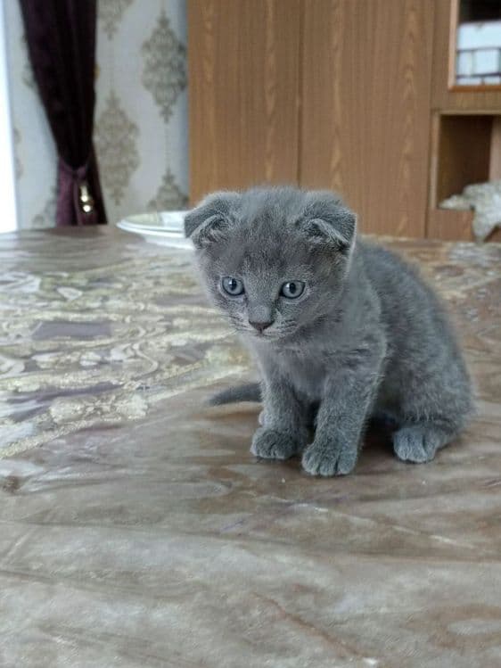 Шотландский вислоухий котенок — 1