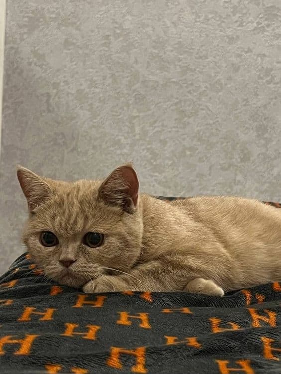 Скоттиш страйт 1йош — 1