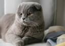 Шотландская веслоухая кошка