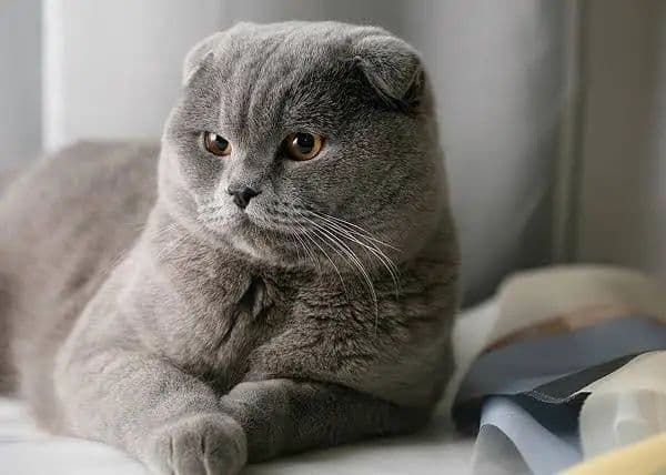 Шотландская веслоухая кошка — 1