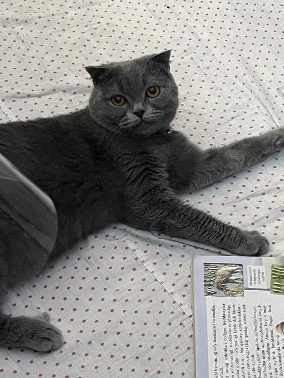 Кошка пароди скоттш фолд — 1